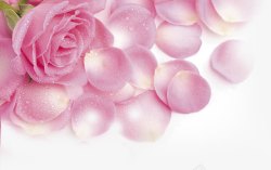 粉色玫瑰花花瓣素材