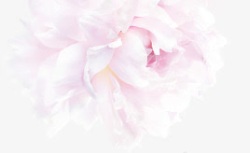 粉色柔美牡丹花背景素材