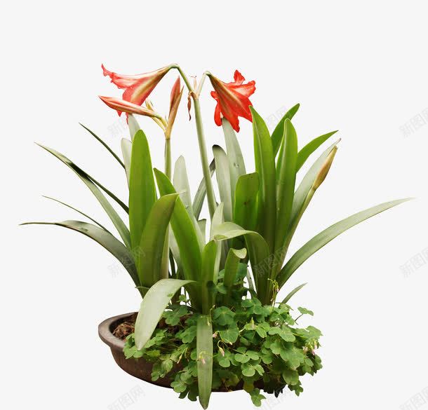 盛开的水仙花png免抠素材_88icon https://88icon.com 植物 水仙 盆栽 绿色 花朵 装饰