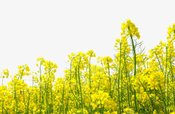 黄色油菜花背景图素材