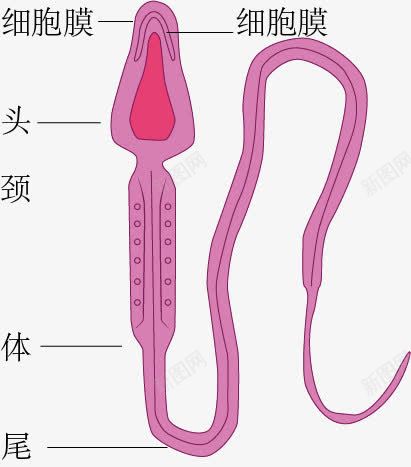 精子解析图png免抠素材_88icon https://88icon.com 生物 示意图 精子 细胞结构 解析图