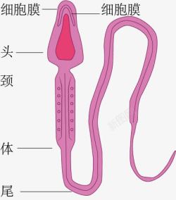 精子解析图素材