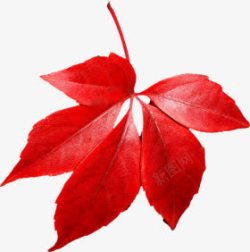 红色叶子枫叶素材