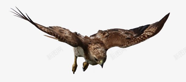 翱翔在空中的鸟png免抠素材_88icon https://88icon.com 空中 翱翔 老鹰 飞翔