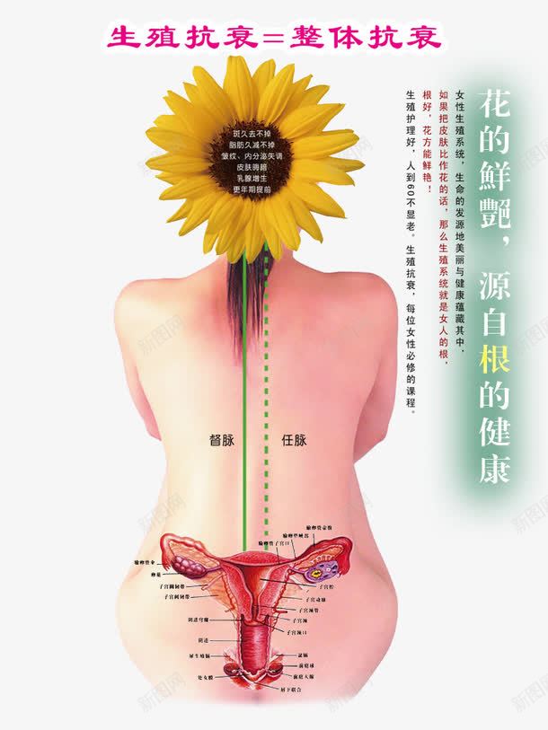 养生图png免抠素材_88icon https://88icon.com 养生图图片 十二 向日葵 商业金融插画 女人经络 女人背部 广告设计 生殖抗衰 经络图 背部 花的抗衰 设计