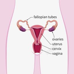 输卵管女性子宫插图高清图片
