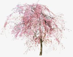 粉色唯美樱花树素材