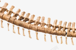 保护嵴椎恐龙局部骨架化石实物高清图片