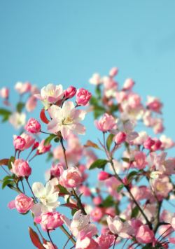 绿叶衬黄蕊粉花绿叶衬托高清图片