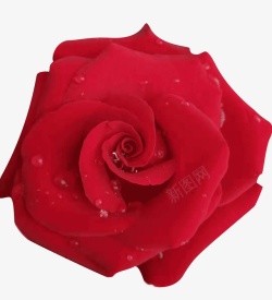玫瑰花水珠红色新鲜玫瑰花高清图片