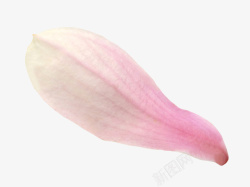 粉红色带香味玉兰花瓣实物素材
