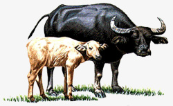 母牛和小牛素材