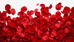 红色浪漫热情玫瑰花瓣素材