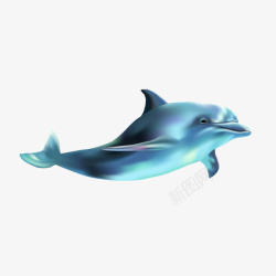 卡通手绘海洋海豚素材
