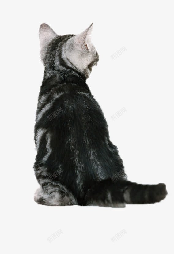 黑猫的背影png免抠素材_88icon https://88icon.com 冷漠 冷酷 小猫 背对 背影 黑猫 黑色