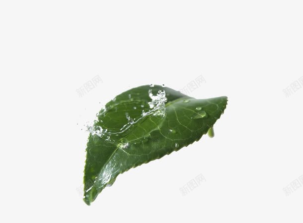 水滴滴在茶叶上png免抠素材_88icon https://88icon.com 叶子 植株 植物 水滴 绿色 茶叶