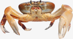海鲜河鲜活螃蟹抠图素材