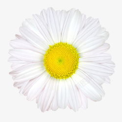 白色有观赏性黄色花芯的一朵大花素材