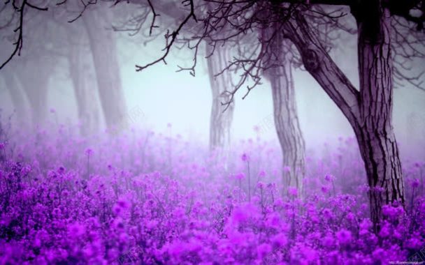 紫色树干小花迷雾背景