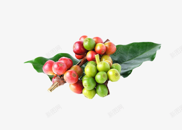 一串在树枝上的咖啡果实物png免抠素材_88icon https://88icon.com 叶子 咖啡属 咖啡族 咖啡果 堆叠 层叠 果实 树叶 植物界 浆果 种子 食物 龙胆目