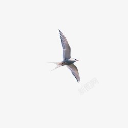 丛林鸟类飞翔的燕子高清图片