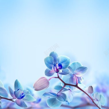 蓝色蝴蝶兰花朵海报背景背景