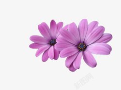 两朵紫色的花素材