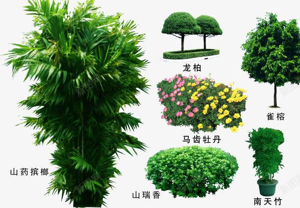 绿色植物png免抠素材_88icon https://88icon.com 3D贴图 效果图元素 盆景 绿化 绿化带 绿植 绿色植物