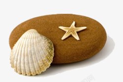 贝壳纹路鹅蛋石头和贝壳高清图片