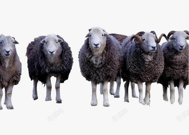 深灰色的羊群psd免抠素材_88icon https://88icon.com 动物 放牧 毛毯 深灰 澳洲羊毛 绵羊 羊 羊毛皮 野外