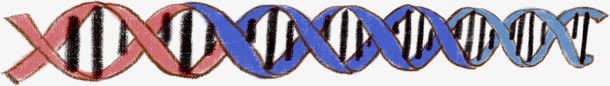 生物元素png免抠素材_88icon https://88icon.com DNA 初中 基因 标志 生物课 生理学 符号 身体