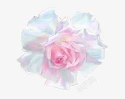 妖艳美丽的白玫瑰高清图片