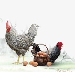 原生态农家自产芦花鸡鸡蛋高清图片