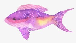 海底生活粉色热带鱼高清图片