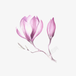 油墨画背景紫白色带香味分支上的嫩芽玉兰花高清图片