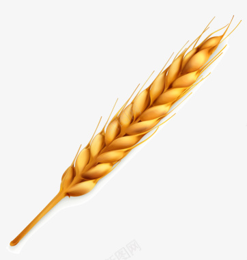 植物谷物金色麦穗图标图标