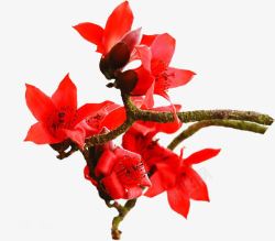木棉花中国风景植物花朵红色怒放素材