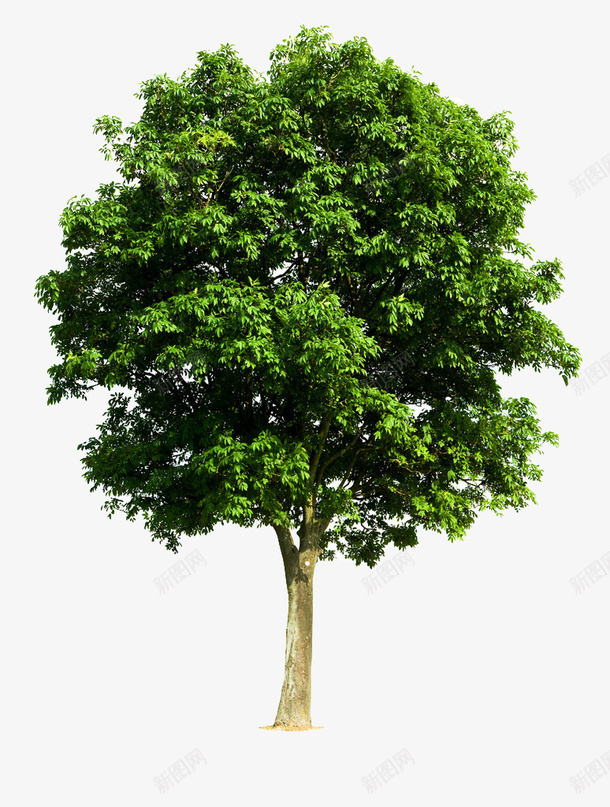 沐浴阳光的桉树png免抠素材_88icon https://88icon.com 光合作用 太阳 树木 桉树 植物 阳光