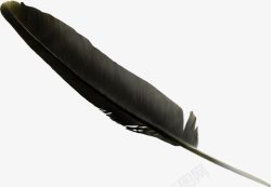 黑乌鸦黑色羽毛高清图片