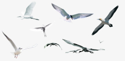 白鸽自由飞翔的小鸟素材