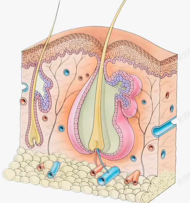 皮肤细胞横切面png免抠素材_88icon https://88icon.com 毛囊 炎症 皮肤结构 细胞