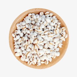 杂粮薏米一碟晒干的薏米仁高清图片