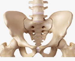 髋骨骨盆脊椎模型实物高清图片