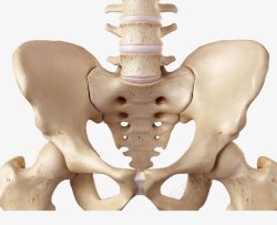 骨盆关节模型图骨盆脊椎模型实物高清图片