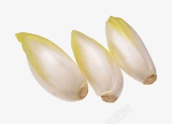 红菊苣芽状菊苣高清图片