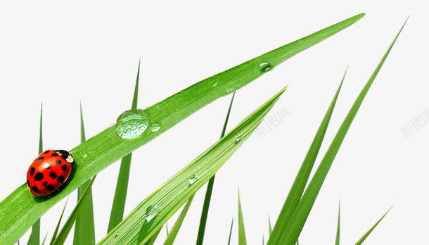 青草甲虫png免抠素材_88icon https://88icon.com 好看 手绘 昆虫 植物