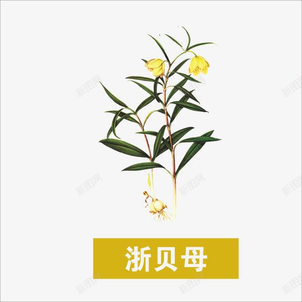 草药png免抠素材_88icon https://88icon.com 中药 本草纲目 浙贝母 药材