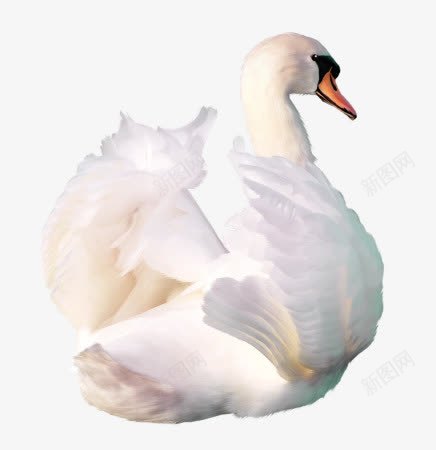 白色鸭子png免抠素材_88icon https://88icon.com 动物 白色羽毛 翅膀 鸭子