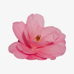 一朵盛开的粉色山茶花配图素材