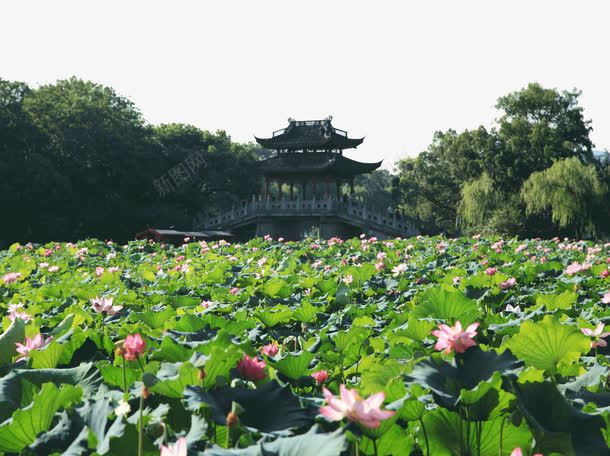 杭州曲院风荷风景区png免抠素材_88icon https://88icon.com 旅游景区 曲院风荷 杭州 杭州曲院风荷 著名景点 风景区